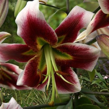 Orientalische Lilie Leslie Woodriff - Lilium orientale