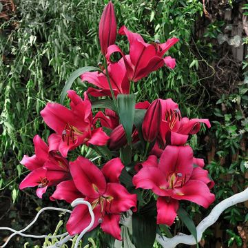 Orientalische Lilie Carbonero - Lilium