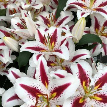 Orientalische Lilie Big Smile - Lilium