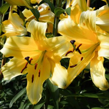 Orientalische Lilie Corcovado - Lilium