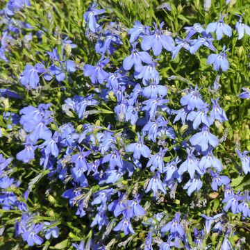 Lobelia erinus Cambridge Blue (Samen) - Lobelie