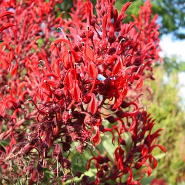 Teufelstabak (Samen) - Lobelia tupa