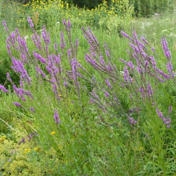 Blut-Weiderich (Samen) - Lythrum salicaria