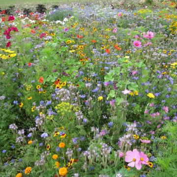 Mischung zur Anziehung von Bestäubern