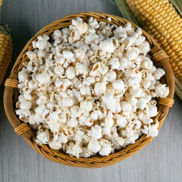 Mais Pop-corn Tom Pouce