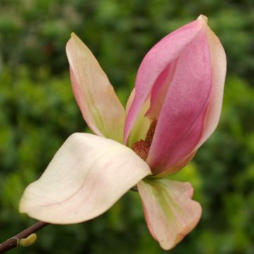 Magnolia Daybreak - Magnolie