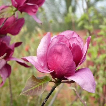 Magnolia soulangeana Emperor - Tulpen-Magnolie