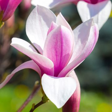 Magnolia soulangeana Andre Leroy - Tulpen-Magnolie