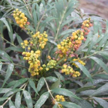 Mahonia eurybracteata Nara Hiri - Stachellose Mahonie