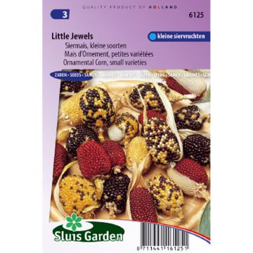 Zea mays var.gracillima Little Jewels (Samen) - Mais