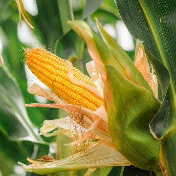 Mais (Samen)