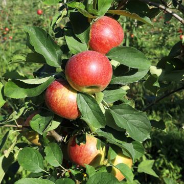 Goldparmäne Cesarz Wilhelm - Malus domestica