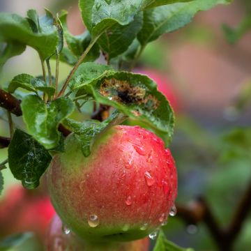Goldparmäne Charłamowskie - Malus domestica