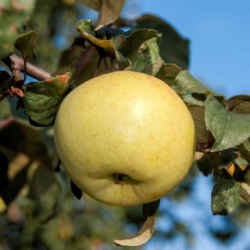 Goldparmäne Cukrówka Litewska - Malus domestica