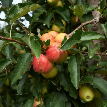 Goldparmäne Cynamonówka Prążkowana - Malus domestica