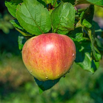 Goldparmäne Grafsztynek Czerwony - Malus domestica