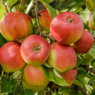 Goldparmäne Grafsztynek Inflancki - Malus domestica