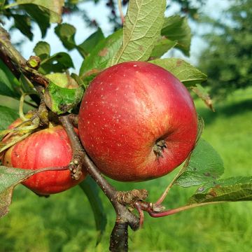 Goldparmäne Kantówka Gdańska - Malus domestica