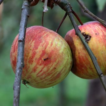 Goldparmäne Korobówka - Malus domestica