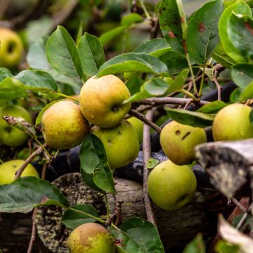 Goldparmäne Kosztela - Malus domestica