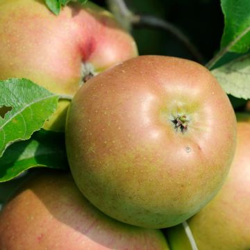 Goldparmäne Pepina Parkera - Malus domestica