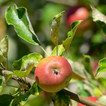 Zierapfel Reneta Landsberska - Malus domestica