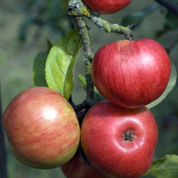 Goldparmäne Rajewskie - Malus domestica