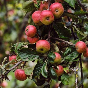 Goldparmäne Rarytas Śląski - Malus domestica