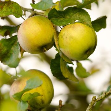 Goldparmäne Szara Reneta - Malus domestica