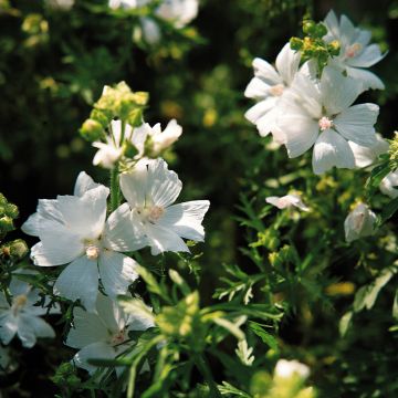 Moschus-Malve Snow White - Malva moschata