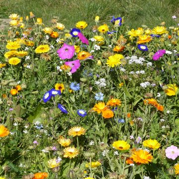 Mischung aus einjährigen und mehrjährigen Bodendeckerblumen, hergestellt in Frankreich