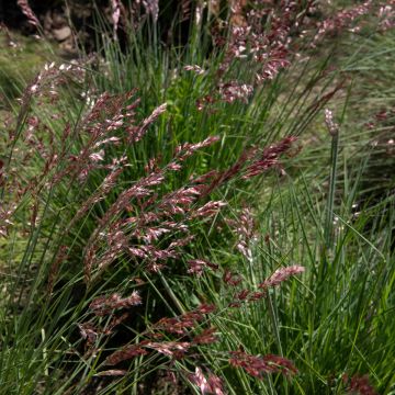 Melinis nerviglumis - Rubingras