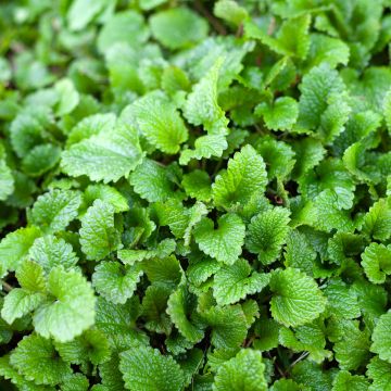 Melisse - Melissa officinalis Samen Bio