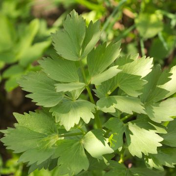 Melisse Citro Quick - Melissa Officinalis