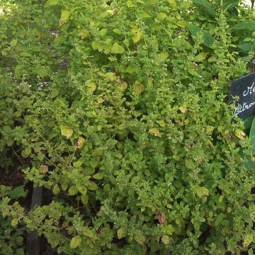 Bio-Zitronenmelisse in Pflanzen