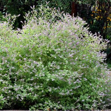 Gatefossé-Minze - Mentha Gattefossei