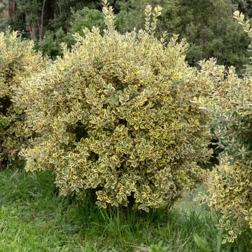 Metrosideros excelsa Aurea - Neuseeländischer Eisenholzbaum