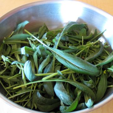 Senfkohl narinosa - Ferme de Sainte Marthe