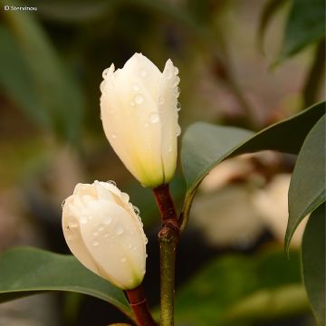 Magnolia foggii Allspice - Magnolie