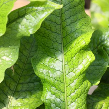 Microsorum musifolium Crocodyllus - Krokodilfarn
