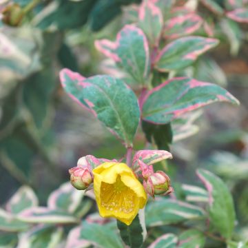 Hypericum moserianum Tricolor - Johanniskraut