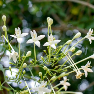 Jasminbaum - Millingtonia hortensis