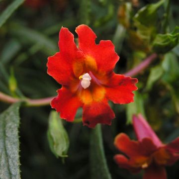 Gauklerblume Mai Tai Red - Mimulus aurantiacus