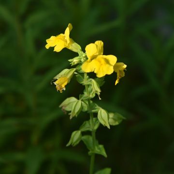 Rotgefleckte Gauklerblume - Mimulus luteus