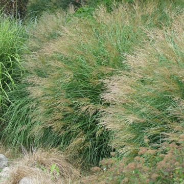 Miscanthus sinensis Poseidon, Eulalie