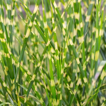 Chinaschilf Giraffe - Miscanthus sinensis 