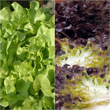 Eichblattsalat Eluarde et Panisse