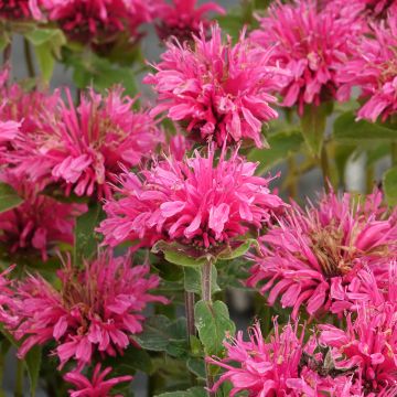 Monarda didyma Cranberry Lace - Goldmelisse