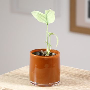 Monstera Amydrium medium Silver - Fensterblatt