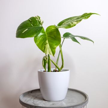 Monstera Thai Constellation - Fensterblatt